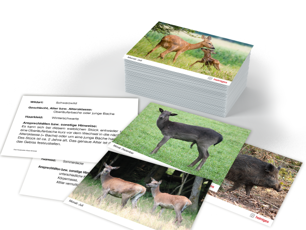 Lernkarten Ansprechen von Schalenwild